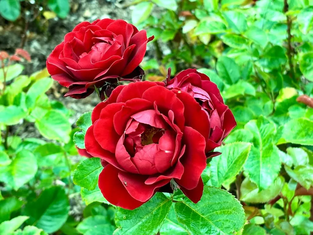 Rosa ‘Red Abundance’