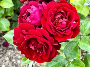 Rosa ‘Red Abundance’