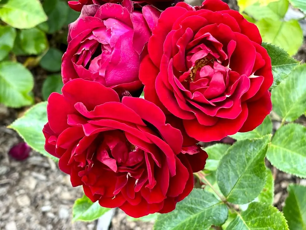 Rosa ‘Red Abundance’