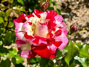 Rosa ‘Rock & Roll’