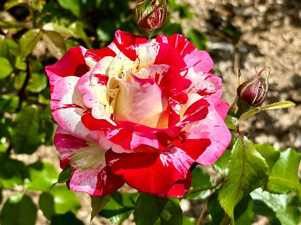Rosa ‘Rock & Roll’