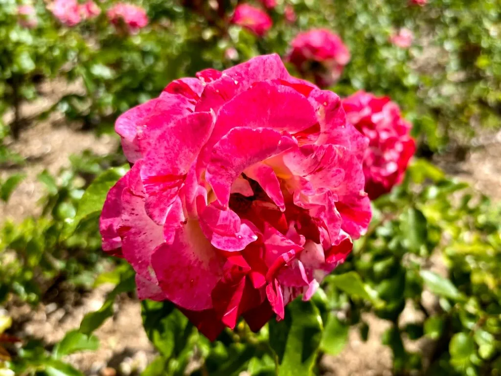 Rosa ‘Rock & Roll’