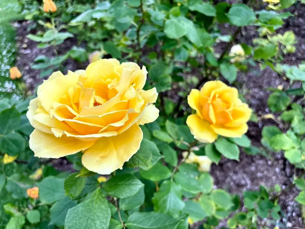 Rosa ‘Southern Belle’
