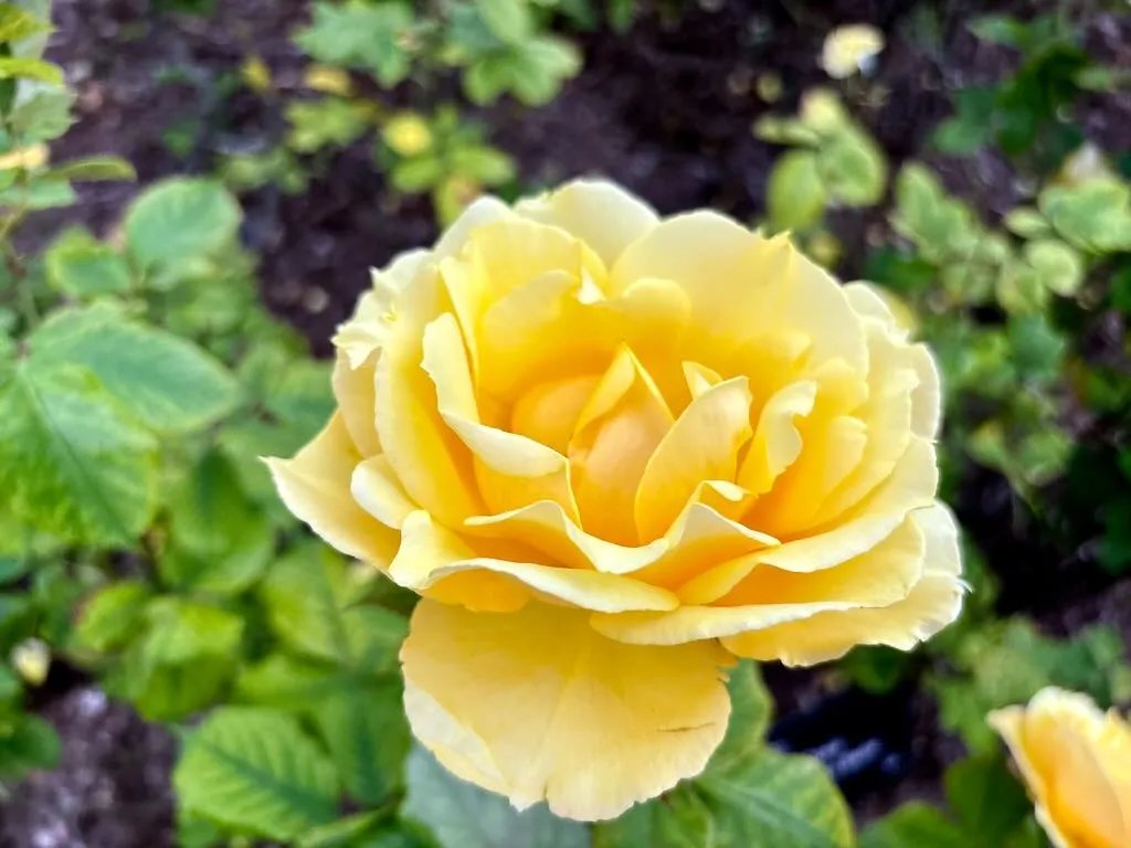 Rosa ‘Southern Belle’
