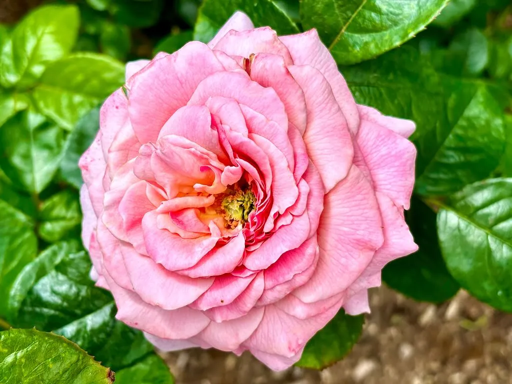 Rosa ‘Tickled Pink’