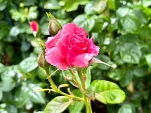 Rosa ‘Tickled Pink’