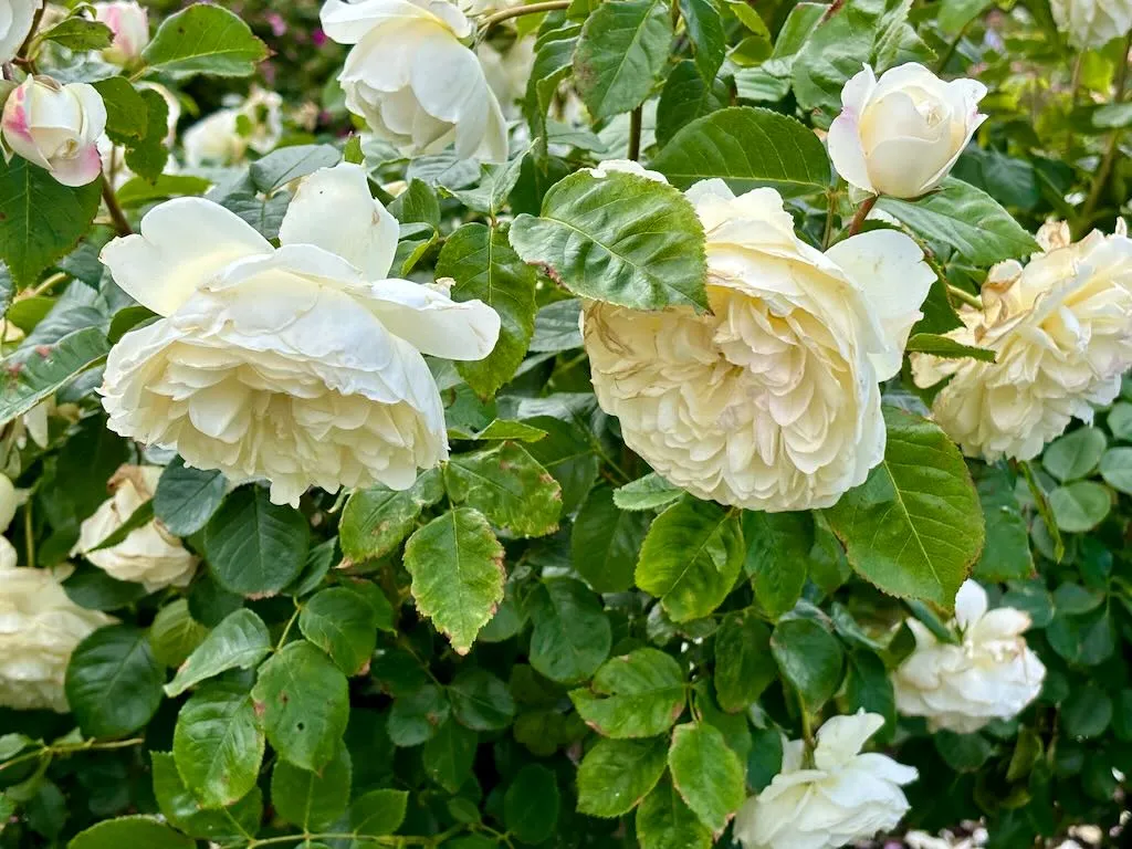 Rosa Tranquillity-1_result - Online Flower Garden Rosa ‘Tranquillity’