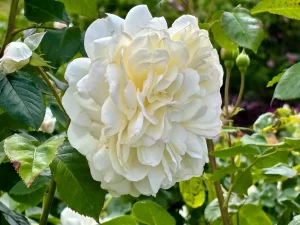 Rosa ‘Tranquillity’