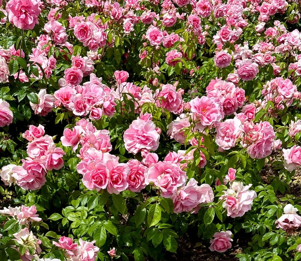 Rosa ‘You’re Beautiful’