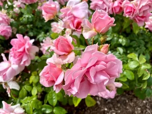 Rosa ‘You’re Beautiful’