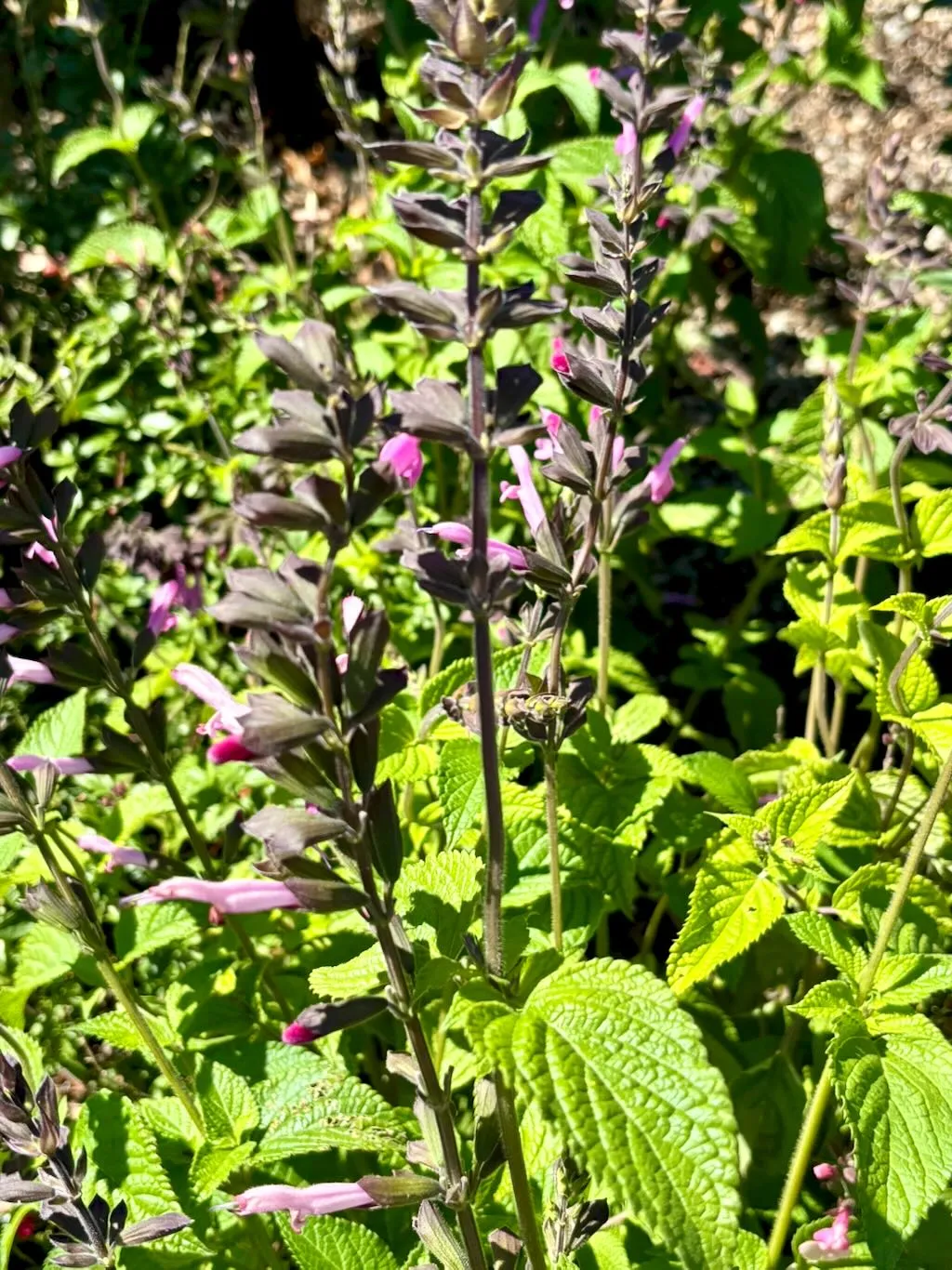 Salvia Pink Amistad-1_result - Online Flower Garden Salvia ‘Pink Amistad’