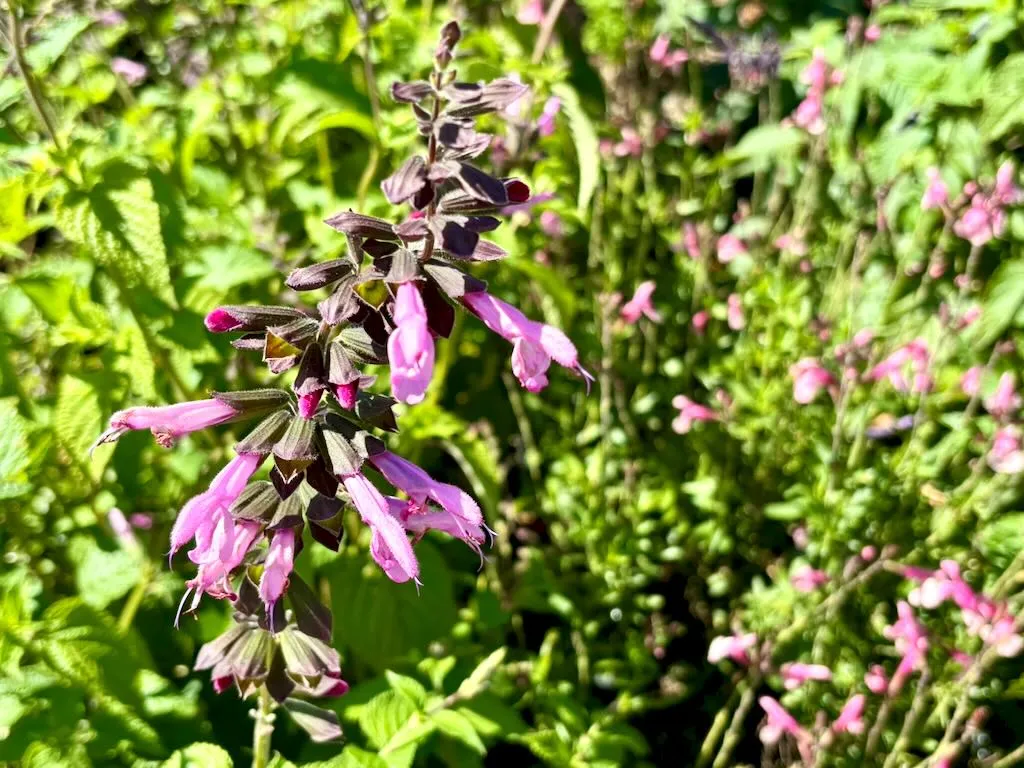 Salvia Pink Amistad_result - Online Flower Garden Salvia ‘Pink Amistad’