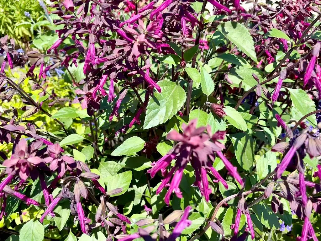 Salvia Skyscraper Dark Purple-2_result - Online Flower Garden Salvia 'Skyscraper™ Dark Purple'