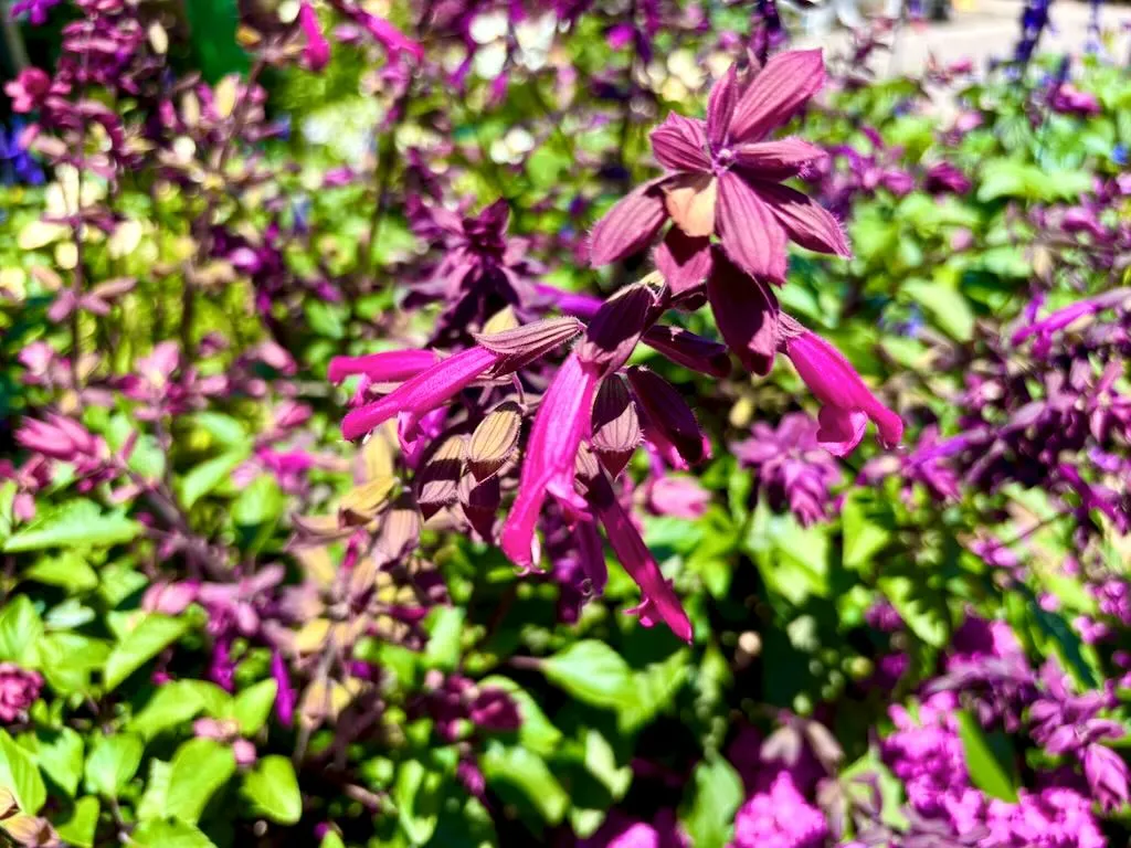 Salvia Skyscraper Dark Purple_result - Online Flower Garden Salvia 'Skyscraper™ Dark Purple'