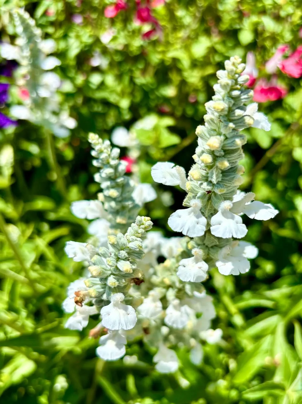 Salvia ‘White Flame’