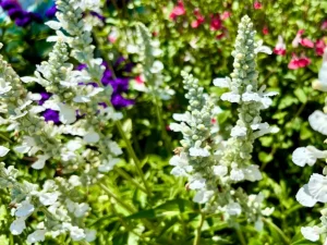 Salvia ‘White Flame’