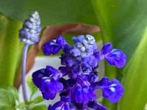 Salvia farinacea ‘Victoria™ Blue’