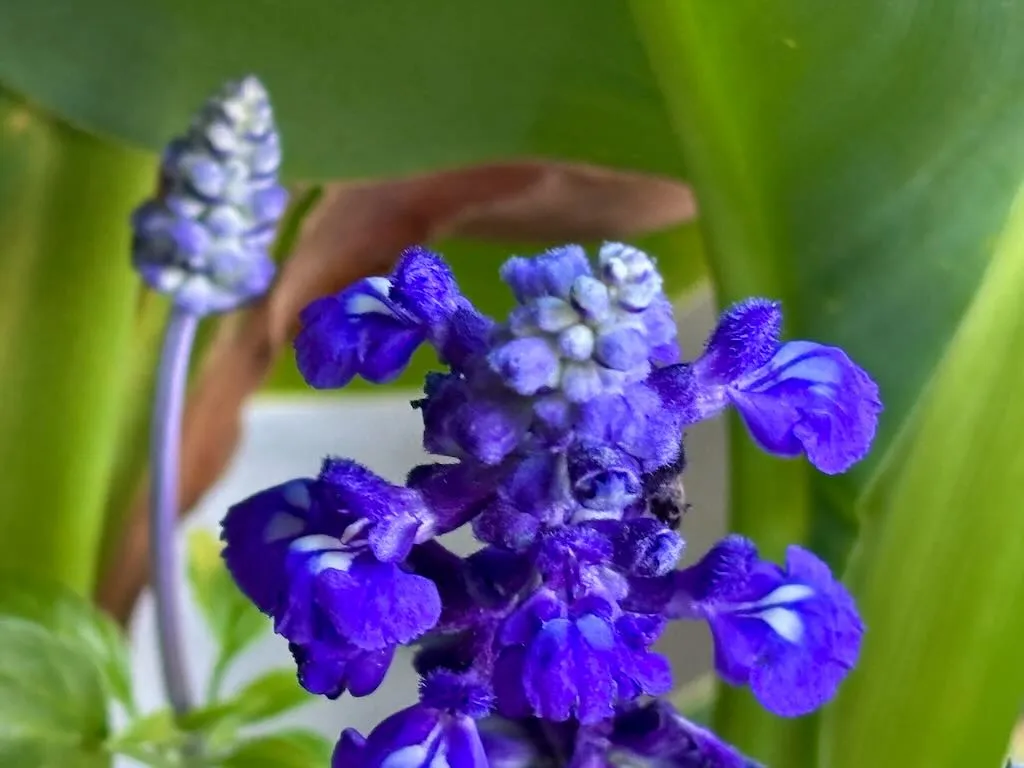 Salvia farinacea Victoria Blue-1_result - Online Flower Garden Salvia farinacea ‘Victoria™ Blue’