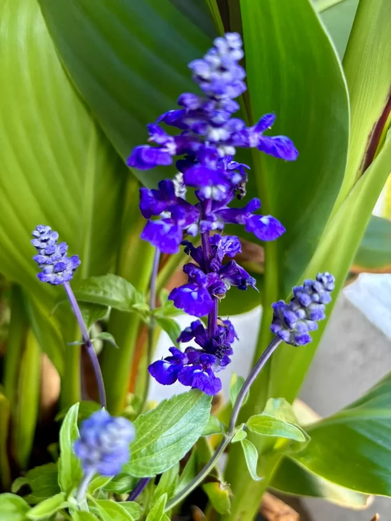 Salvia farinacea Victoria Blue_result - Online Flower Garden Salvia farinacea ‘Victoria™ Blue’