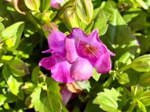 Torenia ‘Summer Wave® Trailing Large Amethyst’
