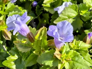 Torenia ‘Summer Wave® Trailing Large Blue’
