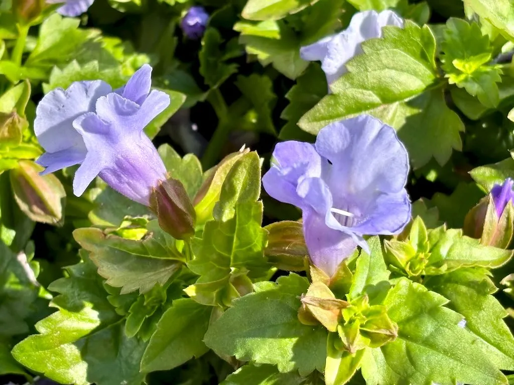 Torenia Summer Wave Trailing Large Blue1_result - Online Flower Garden Torenia ‘Summer Wave® Trailing Large Blue’