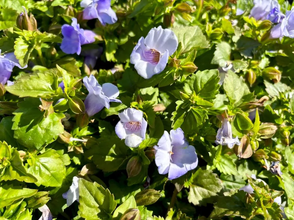Torenia Summer Wave Trailing Large Blue_result - Online Flower Garden Torenia ‘Summer Wave® Trailing Large Blue’