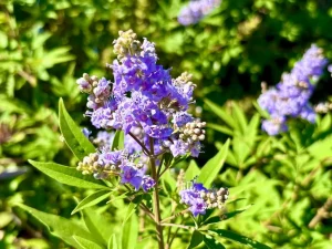Vitex agnus-castus