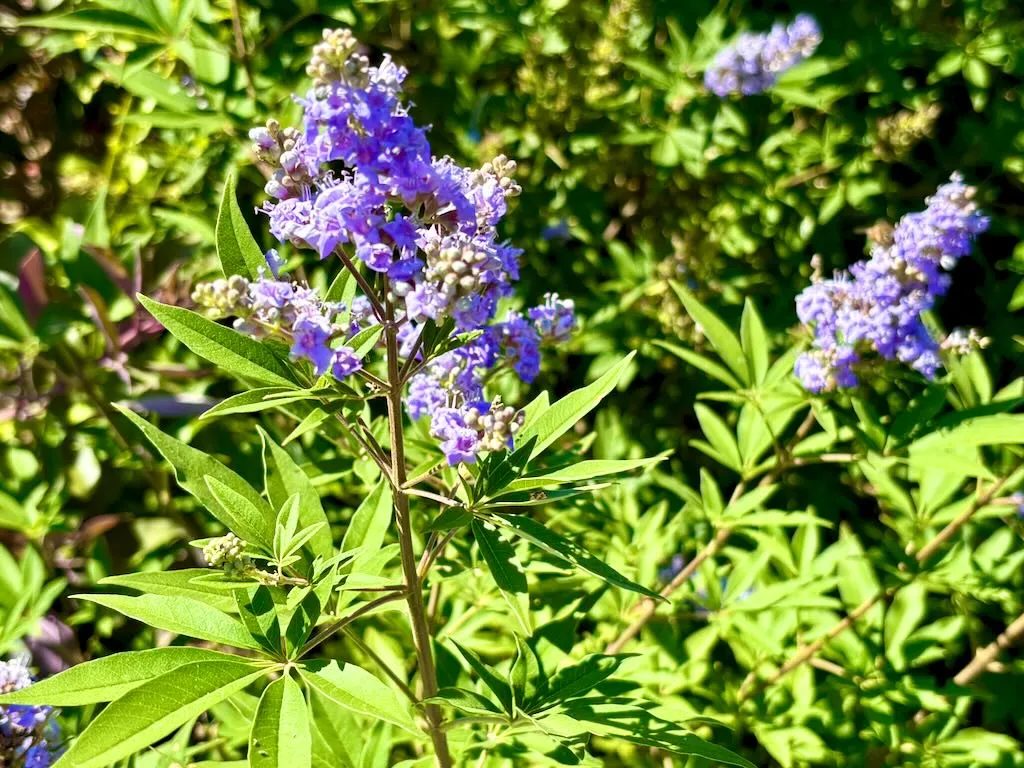 Vitex agnus-castus