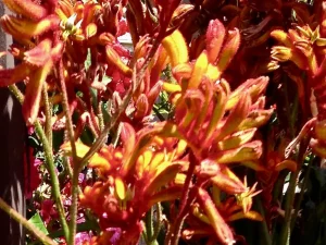 Anigozanthos 'Amber Velvet'