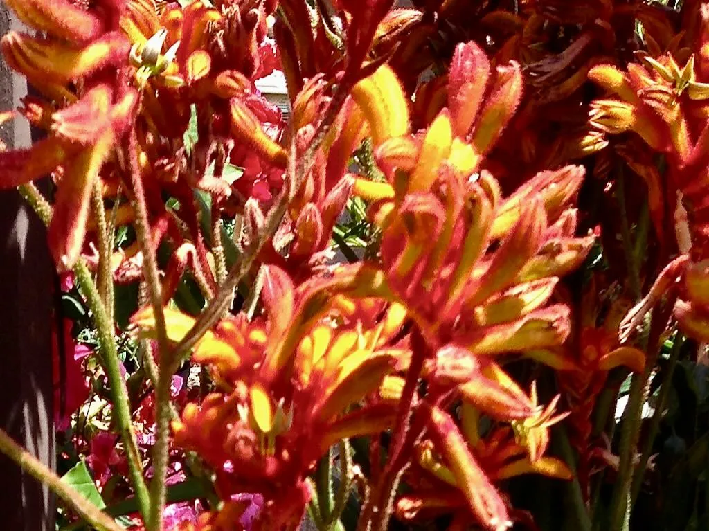 Anigozanthos 'Amber Velvet'