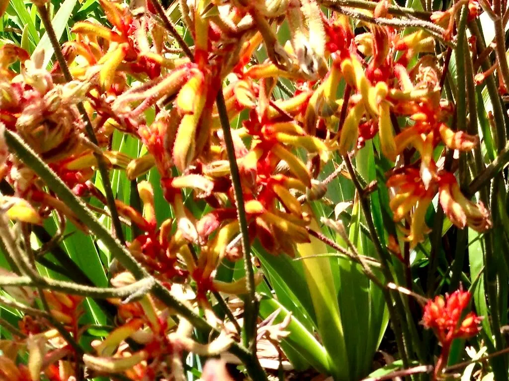 Anigozanthos'Amber Velvet'