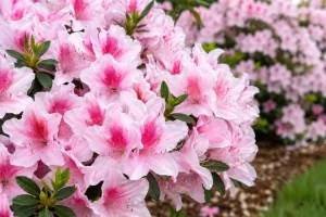 Azalea ‘Pink Lace’