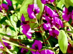 Hardenbergia violacea 'Canoelands'