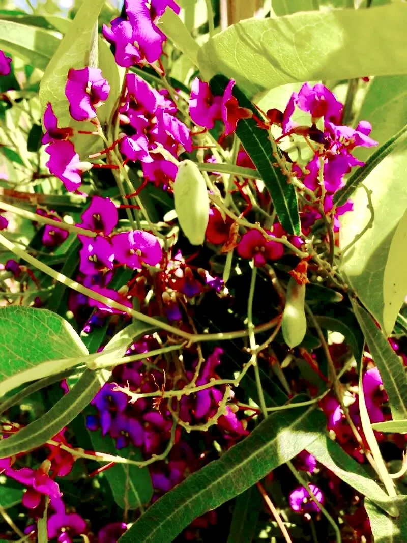 Hardenbergia violacea 'Canoelands'