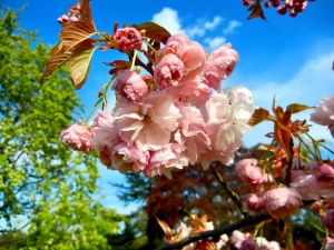 Prunus ‘Matsumae Hanagasa’