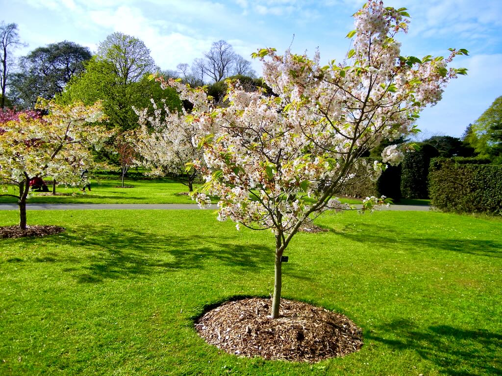 Prunus Matsumae Mathimurzakura-1_result - Online Flower Garden Prunus'Matsumae-Mathimurzakura'