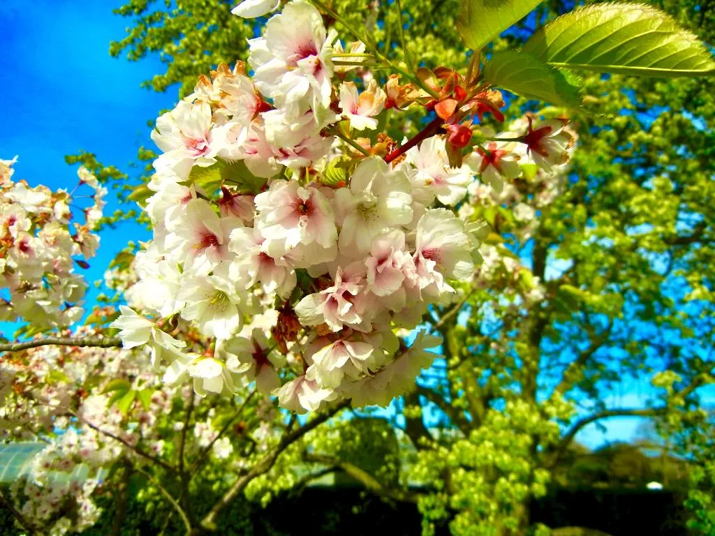 Prunus Matsumae-Mathimurzakura_result - Online Flower Garden Prunus 'Matsumae-Mathimurzakura'