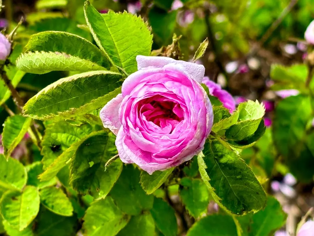 Rosa ‘Petite de Hollande’