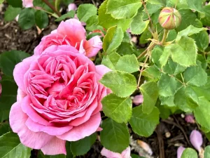 Rosa ‘Princess Alexandra of Kent’