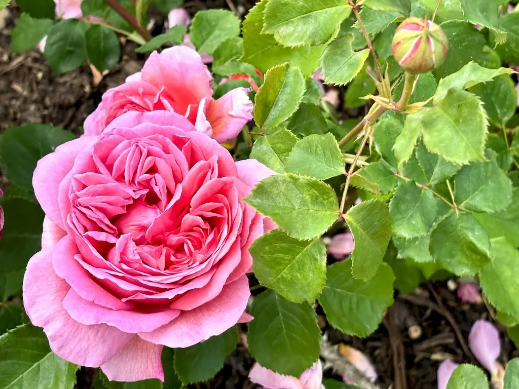 Rosa Princess Alexandra of Kent_result - Online Flower Garden Rosa ‘Princess Alexandra of Kent’