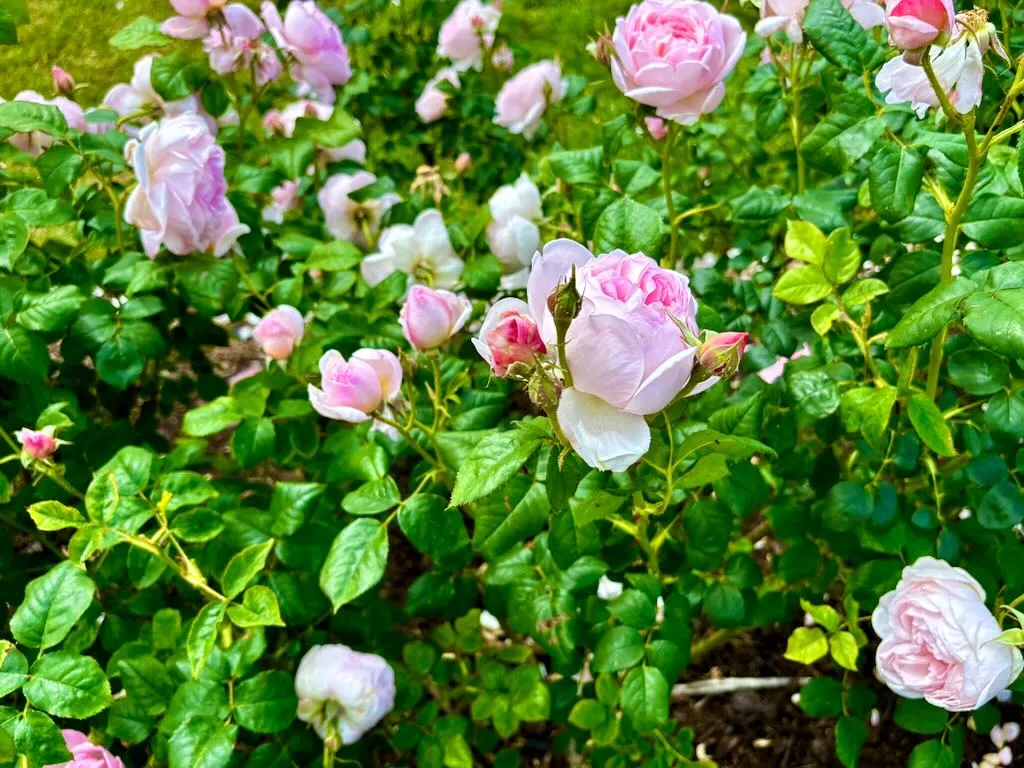 Rosa Scepterd Isle-1_result - Online Flower Garden Rosa ‘Scepter’d Isle®’