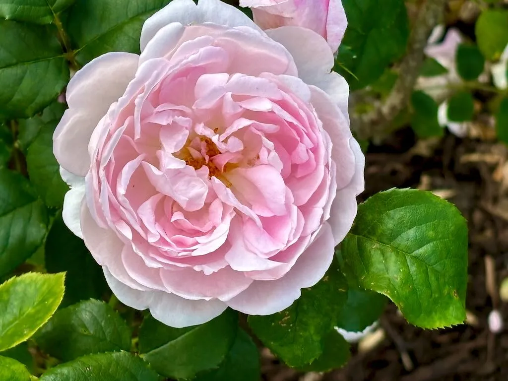 Rosa Scepterd Isle_result - Online Flower Garden Rosa ‘Scepter’d Isle®’