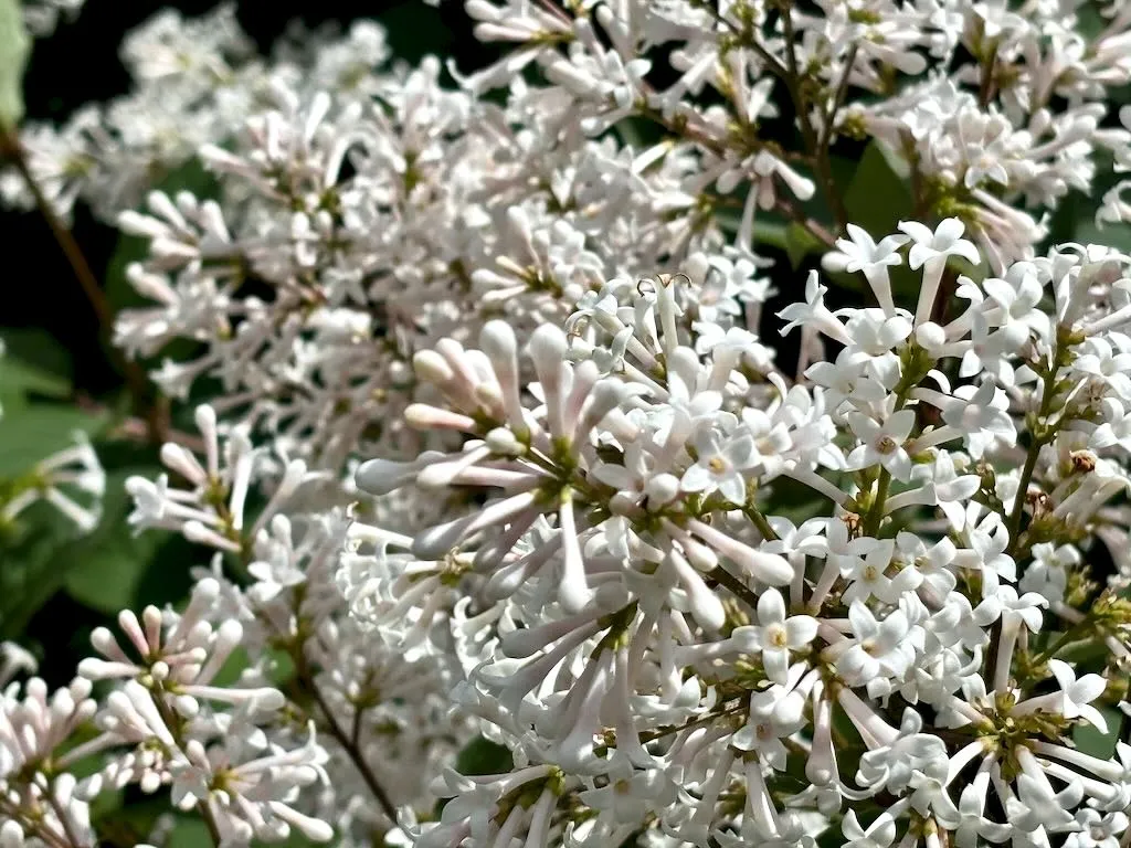 Syringa Albida-1_result - Online Flower Garden Syringa 'Albida'