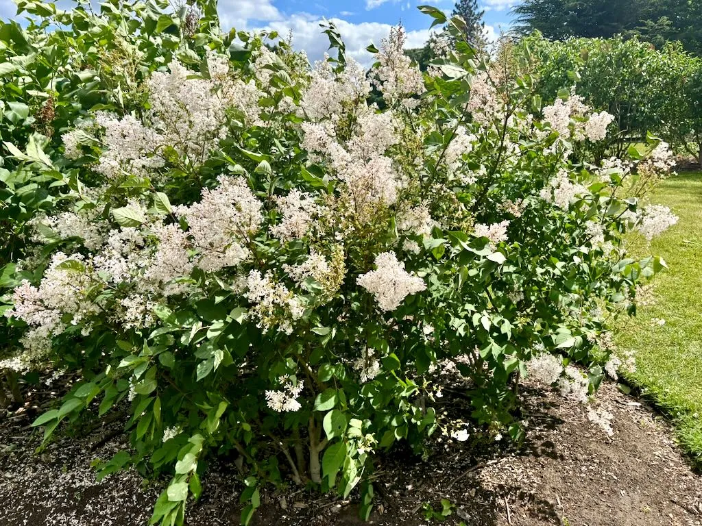 Syringa Albida_result - Online Flower Garden Syringa 'Albida'