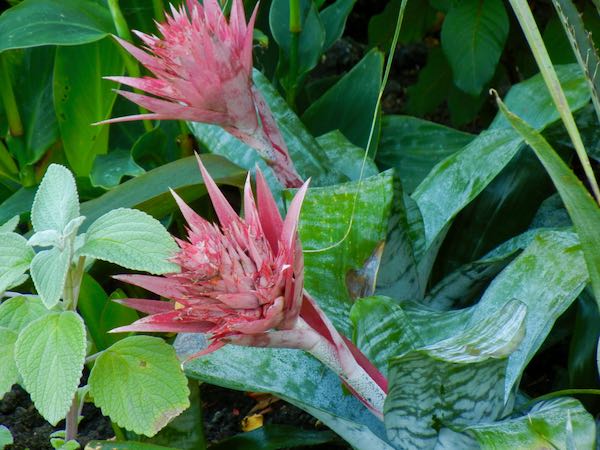 Aechmea fasciata