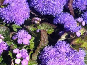 Ageratum-houstonianum | Online Flower Garden Ageratum houstonianum | Online Flower Garden