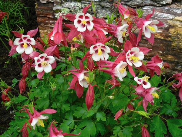Aquilegia vulgaris 'Winky Red and White'