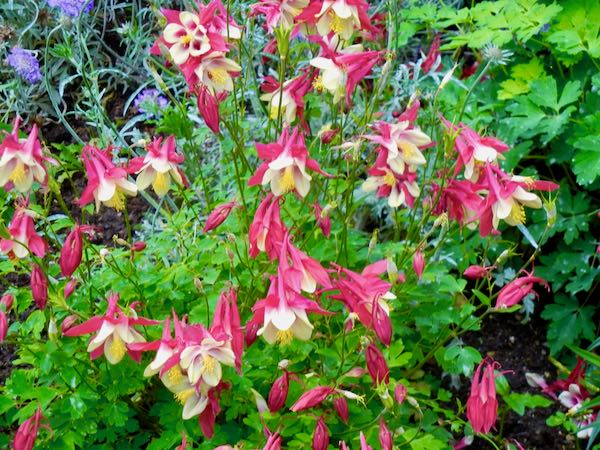 Aquilegia vulgaris 'Winky Red and White' 