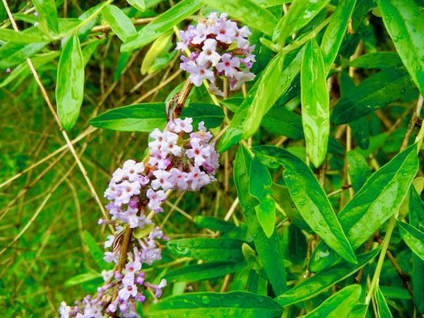Buddleja alternifolia